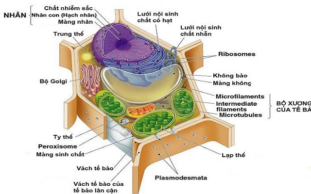 Cấu trúc, chức năng tế bào nhân thực