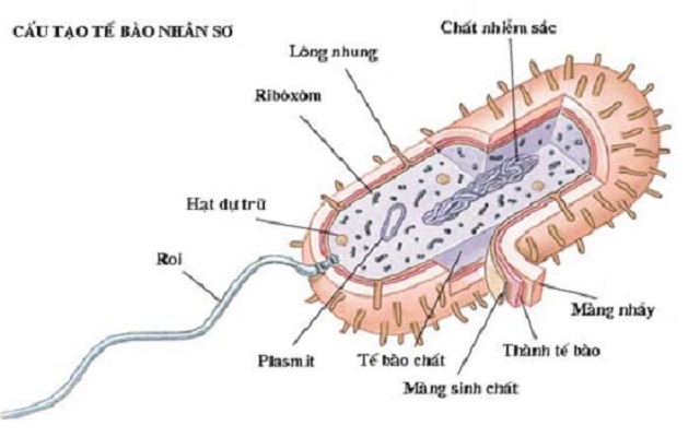 Cấu trúc tế bào nhân sơ
